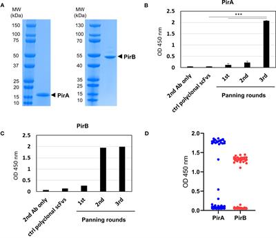 Novel sandwich immunoassay detects a shrimp AHPND-causing binary PirABVp toxin produced by Vibrio parahaemolyticus